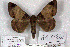  (Achaea russoi - 25044-011219-UG)  @11 [ ] Copyright (2020) Robert Borth LepBio, LLC