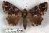  (Tolna complicata - 25052-270120-MA)  @11 [ ] Copyright (2020) Robert Borth LepBio, LLC