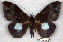  (Ischyja sp. RJB20 - 25070-150916-SO)  @11 [ ] Copyright (2020) Robert Borth LepBio, LLC