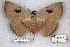  (Hypopyra sp. RJB - 25081-110116-VI)  @11 [ ] Copyright (2020) Robert Borth LepBio, LLC