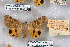  (Anydrophila hoerhammeri - 26008-050338-IR)  @11 [ ] Copyright (2020) Robert Borth LepBio, LLC