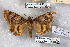 (Catocala dotata - 26010-000000-IN)  @11 [ ] Copyright (2020) Robert Borth LepBio, LLC