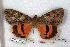  ( - 26047-000000-ME)  @11 [ ] Copyright (2020) Robert Borth LepBio, LLC