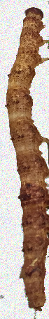  ( - 26071-000000-IN)  @11 [ ] Copyright (2020) Larry Gall Yale University