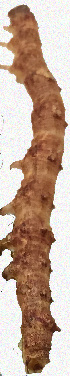  ( - 26072-000000-IN)  @11 [ ] Copyright (2020) Larry Gall Yale University