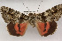  ( - 26086-150607-AL)  @11 [ ] Copyright (2020) Larry Gall Yale University