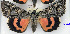  (Catocala cleopatra - 27024-OR-DEP-AGR-21)  @11 [ ] Copyright (2024) Larry Gall Yale Peabody Museum