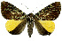  (Achaea semiflava - 27078-200423-UG)  @11 [ ] Copyright (2024) Robert Borth Unspecified
