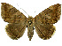  (Achaea oblita - 27079-290423-UG)  @11 [ ] Copyright (2024) Robert Borth Unspecified