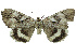  (Catocala duda - 27086-010822-CH)  @11 [ ] Copyright (2024) Robert Borth Unspecified