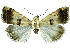  (Crypsotidia maculifera - 27087-151109-MA)  @11 [ ] Copyright (2024) Robert Borth Unspecified