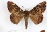  (Achaea phaeobasis - 27111-211119-UG)  @11 [ ] Copyright (2024) Robert Borth Unspecified