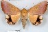  ( - 27113-080319-MA)  @11 [ ] Copyright (2024) Robert Borth Unspecified