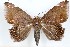  ( - 27117-120221-UG)  @11 [ ] Copyright (2024) Robert Borth Unspecified