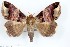  (Achaea nr. tornistigma - 27124-030221-UG)  @11 [ ] Copyright (2024) Robert Borth Unspecified