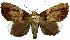  (Achaea sp. RJB 5 - 27126-111091-SL)  @11 [ ] Copyright (2024) Robert Borth Unspecified