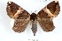  (Achaea tolnaodes - 27128-090321-UG)  @11 [ ] Copyright (2024) Robert Borth Unspecified