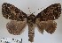  ( - 27129-100221-UG)  @11 [ ] Copyright (2024) Robert Borth Unspecified