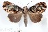  ( - 27132-100423-UG)  @11 [ ] Copyright (2024) Robert Borth Unspecified