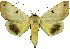  (Ophiusa waterloti - 27133-161118-MA)  @11 [ ] Copyright (2024) Robert Borth Unspecified