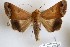  (Ophiusa hopei - 27134-151118-MA)  @11 [ ] Copyright (2024) Robert Borth Unspecified