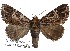  (Achaea complicata - 27136-050319-MA)  @11 [ ] Copyright (2024) Robert Borth Unspecified