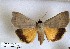  (Ophiusa sp. RJB5 - 27137-010619-KA)  @11 [ ] Copyright (2024) Robert Borth Unspecified