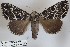  (Achaea eavesi - 27138-230422-UG)  @11 [ ] Copyright (2024) Robert Borth Unspecified