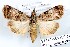  (Crypsotidia mesosema - 27141-151109-MA)  @11 [ ] Copyright (2024) Robert Borth Unspecified