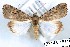  (Hypotacha catilla - 27143-151109-MA)  @11 [ ] Copyright (2024) Robert Borth Unspecified
