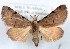  (Noctuidae sp. RB6 - 27144-151109-MA)  @11 [ ] Copyright (2024) Robert Borth Unspecified