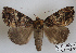  (Tolna tetrhemicycla - 27147-190423-UG)  @11 [ ] Copyright (2024) Robert Borth Unspecified