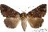  (Achaea sypnoides - 27150-151118-MA)  @11 [ ] Copyright (2024) Robert Borth Unspecified