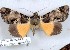  ( - 27152-180221-UG)  @11 [ ] Copyright (2024) Robert Borth Unspecified
