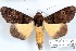  ( - 27153-090321-UG)  @11 [ ] Copyright (2024) Robert Borth Unspecified