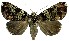  (Achaea variegata - 27159-220423-UG)  @11 [ ] Copyright (2024) Robert Borth Unspecified