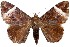  (Achaea versicolor - 27160-020221-UG)  @11 [ ] Copyright (2024) Robert Borth Unspecified