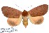  (Ophiusa dargei - 27163-190221-UG)  @11 [ ] Copyright (2024) Robert Borth Unspecified