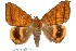  ( - 27173-150221-UG)  @11 [ ] Copyright (2024) Robert Borth Unspecified