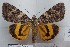  (Catocala sp. RJB9 - 27183-250822-CH)  @11 [ ] Copyright (2024) Aidas Saldaitis Unspecified