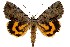  (Catocala manitoba - 27188-130724-WI)  @11 [ ] Copyright (2024) Hugo Kons Jr Unspecified