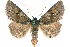  (Zale sp. HLK - 27193-230523-WI)  @11 [ ] Copyright (2024) Hugo Kons Jr Unspecified