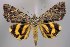  ( - 28015-300621-CH)  @11 [ ] Copyright (2025) Robert Borth Unspecified