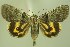  ( - 28061-020724-RU)  @11 [ ] Copyright (2025) Robert Borth Unspecified