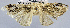  ( - USNM ENT 00799571a)  @11 [ ] CreativeCommons - Attribution Share-Alike (2019) Unspecified Smithsonian Institution