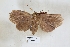  (Ophyx sp. ADV2287 - USNM ENT 00796598)  @11 [ ] CreativeCommons  Attribution Non-Commercial Share-Alike (2019) Binatang Research Centre Binatang Research Centre