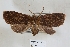  ( - USNM ENT 00930304)  @11 [ ] CreativeCommons  Attribution Non-Commercial Share-Alike (2019) Binatang Research Centre Binatang Research Centre