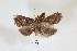  (Ophyx bilinea - USNM ENT 00796612)  @11 [ ] CreativeCommons  Attribution Non-Commercial Share-Alike (2019) Binatang Research Centre Binatang Research Centre