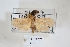  (Lambula sp. ADB5838 - USNM ENT 00799559a)  @11 [ ] CreativeCommons  Attribution Non-Commercial Share-Alike (2019) Binatang Research Centre Binatang Research Centre