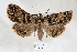  ( - USNM ENT 00799856)  @11 [ ] CreativeCommons  Attribution Non-Commercial Share-Alike (2019) Binatang Research Centre Binatang Research Centre
